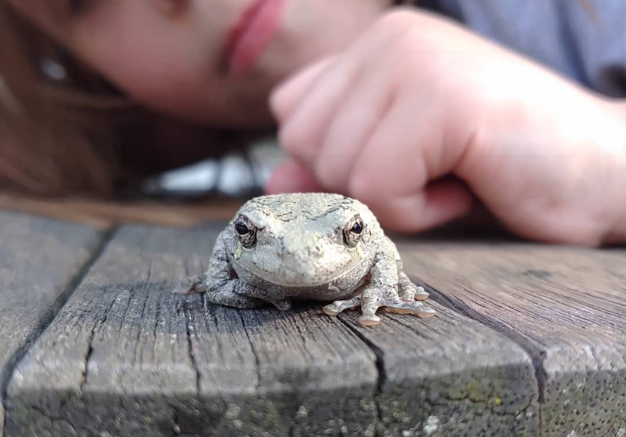 Frog sitting on wood with a kid behind it